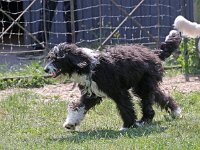 Puppys van Bliss040622-0185